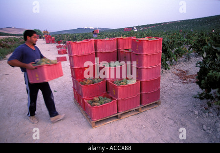 La récolte manuelle des raisins en septembre au vignoble Banque D'Images