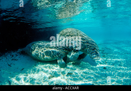 Lamantin des soins infirmiers veau Trichechus manatus latirostris USA Florida FL Crystal River Banque D'Images