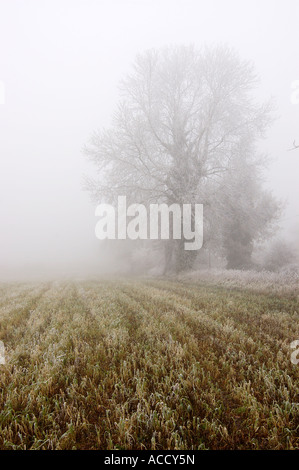 Arbres dans la brume Norfolk Banque D'Images