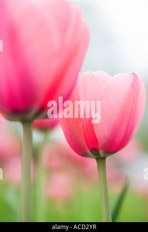 Tulipes roses. Banque D'Images