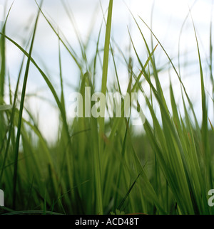 La paille d'herbe contre le ciel. Banque D'Images