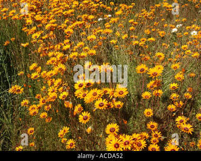 Ursinia speciosa Clanwilliam Western Cape Afrique du Sud Afrique du Sud Fleurs sauvages Banque D'Images