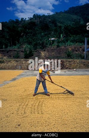1, l'un, l'homme du Guatemala, le séchage des grains de café, café en grains, plantation de café, Santa Cruz Verapaz, Département d'Alta Verapaz, Guatemala, Amérique Centrale Banque D'Images