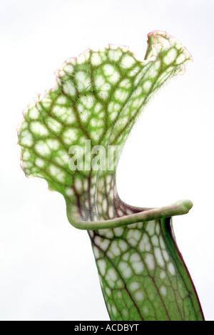 Sarracenia Stevensii Banque D'Images