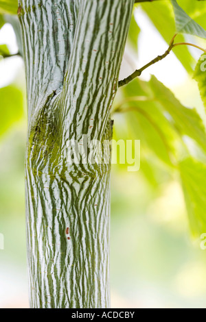 Acer tegmentosum 'Tigresse Blanche' l'écorce des arbres Banque D'Images