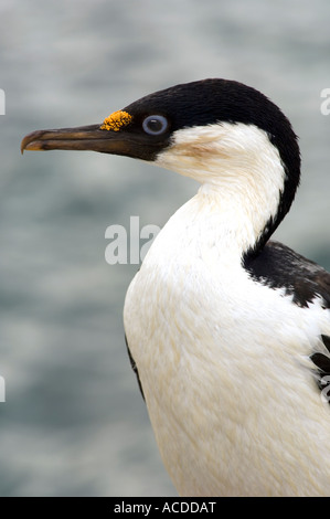 Un blue-eyed shag en Antarctique Banque D'Images