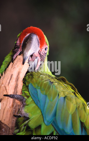 Ara vert mordre une succursale dans le zoo de Doué la Fontaine vallée de la Loire France Banque D'Images