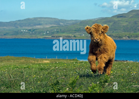 Highland cow calf fonctionnant en prairie. Banque D'Images