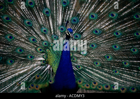 Peacock struts fièrement ses plumes colorées. Banque D'Images