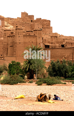 Chamelier repose à l'extérieur de l'ancienne Casbah Aït-Ben-Haddou, une défensive traditionnelle dans la province de Ouarzazate dans le sud du Maroc. Banque D'Images