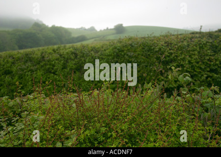 Un champ de couverture et lignes de la pluie pendant l'été dans le Dorset, UK. Banque D'Images