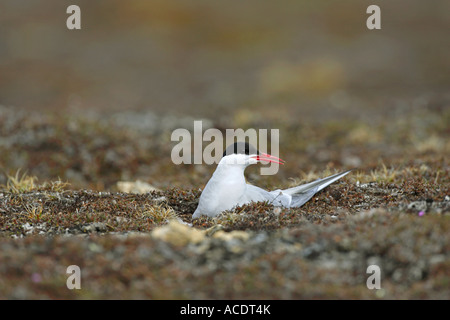 Sterne arctique Sterna paradisaea assis sur un nid sur la toundra arctique, dans l'Arctique Spitzberg Nord Banque D'Images