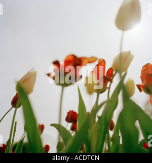 Tulipes rouges et blancs photographiés contre la lumière. Banque D'Images