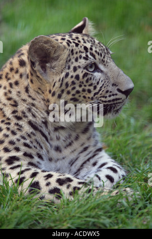 Gros plan - Panthera pardus léopard Banque D'Images