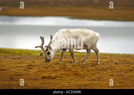 Renne du Svalbard Rangifer tarandus platyrhynchus Carabou n'alimentant à la toundra arctique, dans l'Arctique Spitzberg Nord Banque D'Images