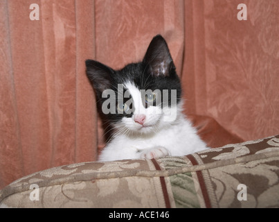 Câlin mignon chaton noir blanc felix Banque D'Images