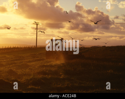 dh Farm Tractor fauchant du foin FAUCHANT du Royaume-Uni Écosse coucher de soleil avec des mouettes après la récolte fermier du royaume-uni cultivant le champ de crépuscule doré fermiers orkney Banque D'Images