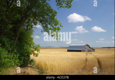 L'agriculture des Prairies vues des champs de blé mûrs et une vieille grange en Manitoba Canada Banque D'Images