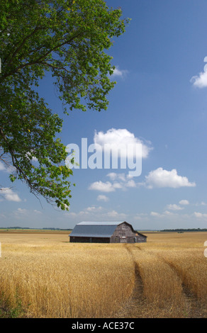 L'agriculture des Prairies vues des champs de blé mûrs et une vieille grange en Manitoba Canada Banque D'Images