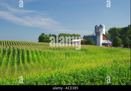 Les champs de maïs et les fermes laitières près de Brandon, au Minnesota, USA Banque D'Images