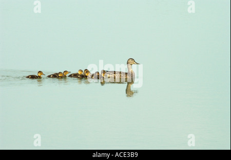 Canard colvert Canard femelle avec la famille et les canetons immédiatement après dans un étang calme au Fort Whyte Centre Nature Banque D'Images