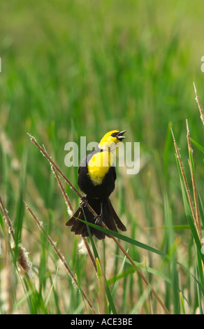 Un carouge jaune en chanson à la nature Fort Whyte Centre Winnipeg Canada Banque D'Images