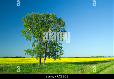 Un champ de colza jaune avec un arbre isolé dans les régions agricoles des prairies du sud du Manitoba Canada Banque D'Images