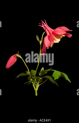 Aquilegia Ivoire rose bud Flowerhead leaf Surrey England peut Banque D'Images