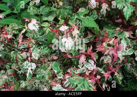 Ampelopsis brevipedunculata 'Elegans', feuillage, feuille, les plantes de jardin des plantes Banque D'Images