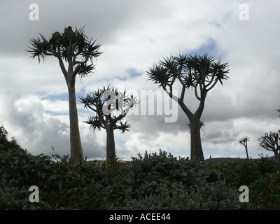 Aloe dichotoma Quiver Tree Ramskop Jardin de fleurs sauvages de l'Afrique du Sud Clanwilliam Banque D'Images