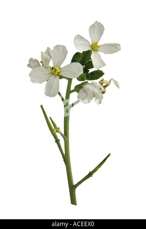 Le radis blanc - Raphanus sativus L. var. radicula DC. Banque D'Images