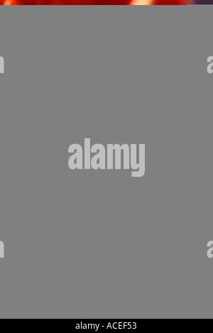 Les pistils et les étamines d'orange Tiger Lily Banque D'Images