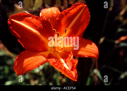 Les pistils et les étamines d'orange Tiger Lily Banque D'Images