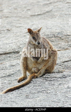 Mareeba Rock mâle Wallaby (Petrogale mareeba) reposant, de l'Australie Banque D'Images