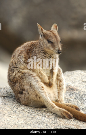 Mareeba Rock Wallaby (Petrogale mareeba) reposant, de l'Australie Banque D'Images