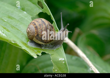 Un escargot Cornu aspersum sur une feuille d'Hosta endommagé Banque D'Images