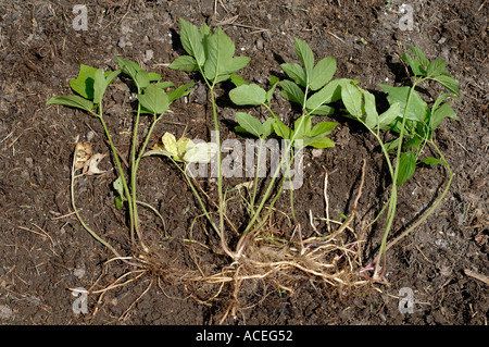 Sol ancien Aegopodium podagraria montrant avec système racine rhizomes souterrains prolongeant pour former de nouvelles plantes Banque D'Images