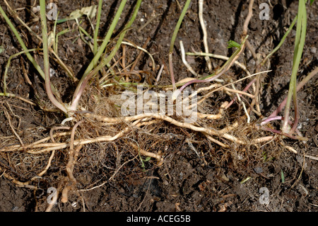 Sol ancien Aegopodium podagraria montrant avec système racine rhizomes souterrains prolongeant pour former de nouvelles plantes Banque D'Images