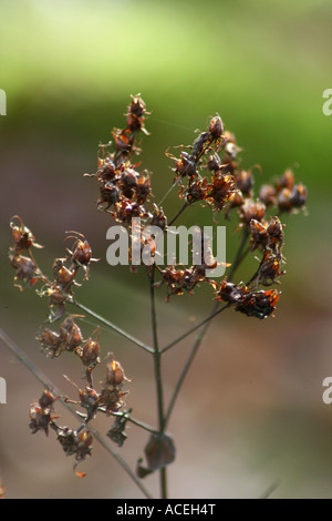 - L'oseille commune Rumex acetosa Banque D'Images