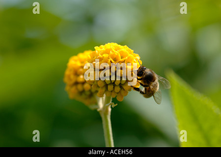 Abeille sur fleur Buddleja globosa Banque D'Images