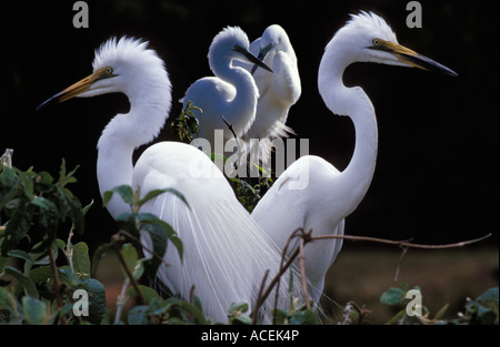 Grande Aigrette Egretta abla en plumage nuptial madacascar Banque D'Images