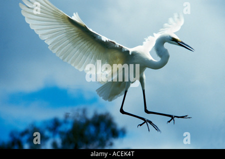 Grande Aigrette Egretta abla en plumage nuptial madacascar Banque D'Images