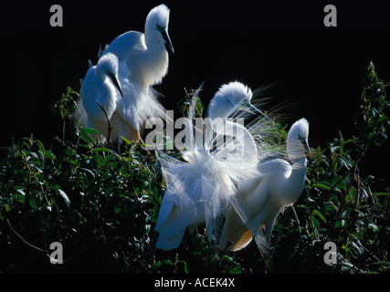 Grande Aigrette Egretta abla en plumage nuptial madacascar Banque D'Images