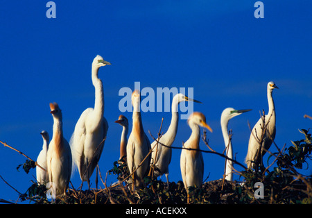 Grande Aigrette Egretta abla en plumage nuptial madacascar Banque D'Images