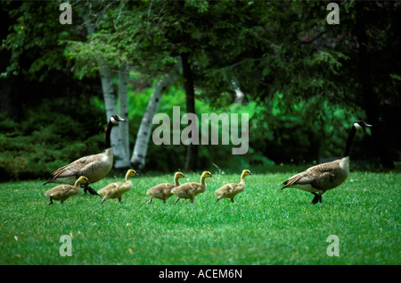 Bernache du Canada Branta canadensis des profils avec des poussins Banque D'Images