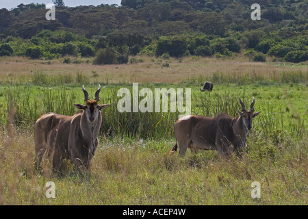 Éland du Cap avec le buffle d'eau dans la distance en savane ouverte salon national de Nairobi et de la faune, parc de jeux, au Kenya Banque D'Images