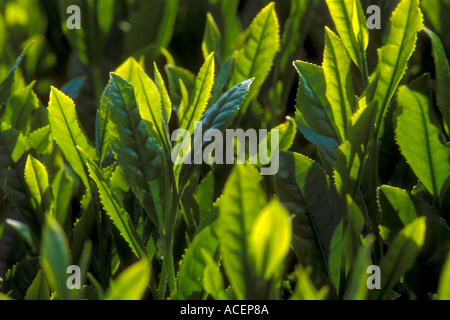 Close up detail de feuilles de thé vert japonais sur Bush en matière de plantation Banque D'Images