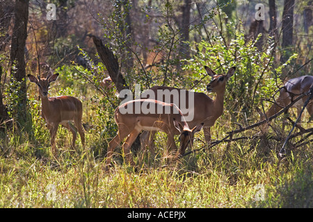 Troupeau Impala dans habitat boisé, Kruger National Park, Afrique du Sud Banque D'Images