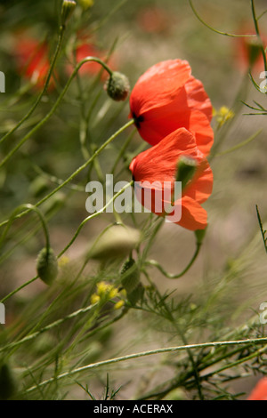 Coquelicots rouges dans une vallée en Cappadoce, Turquie Banque D'Images