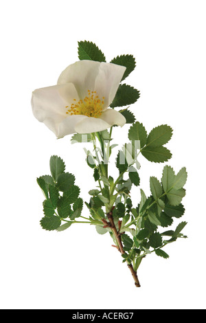 Petit white rose - Rosa sp. Banque D'Images